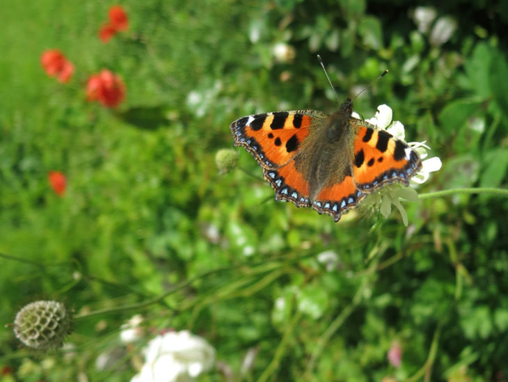 Butterfly tortoiseshell in garden