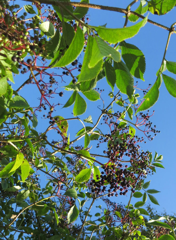 Elderberries at Huxtable Farm B&B