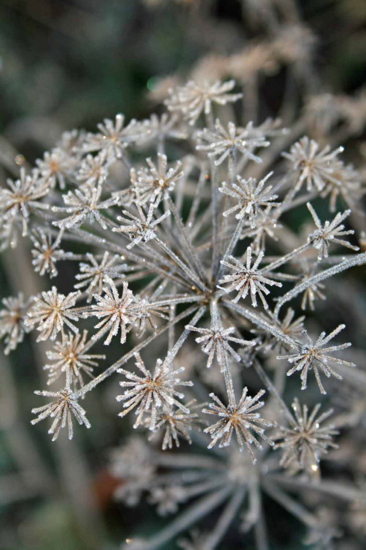 Frosty mornings