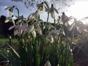 Snowdrops