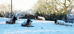 Snow covered ewes