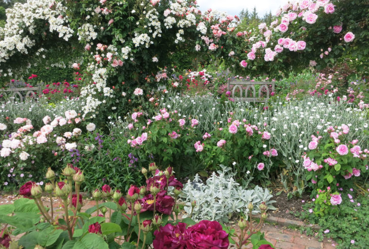 RHS Rosemoor Rose Festival