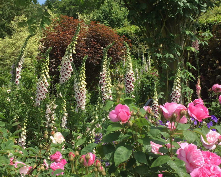 RHS Rosemoor June Roses