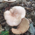 Fungi at Huxtable Farm B&B