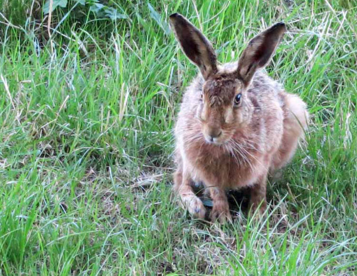 Hare in grass at Huxtable Farm B&B