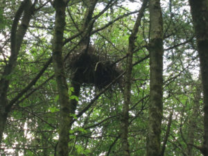 Spot the young buzzard in its nest in the woodland