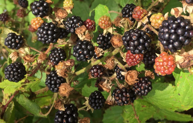 Harvesting Blackberries