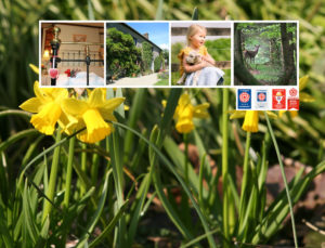 Homepage March daffodils