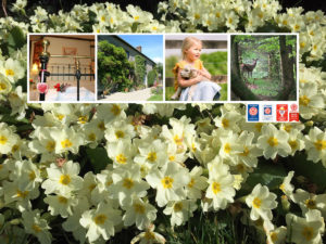 Primroses at Huxtable Farm B&B North Devon