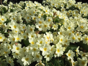 April Primroses - Devon's flower