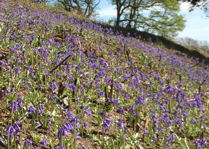 Wild English Bluebells at Huxtable Farm B&B