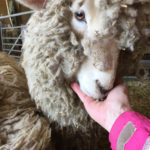 Woolly - last years tame orphan lamb