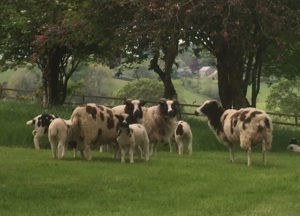 Huxtable Farm Jacob sheep