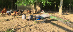 Poultry at Huxtable Farm B&B Devon