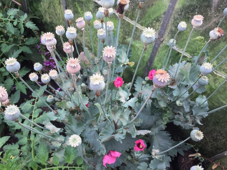 Poppy heads