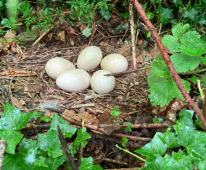 Peacock nest and eggs