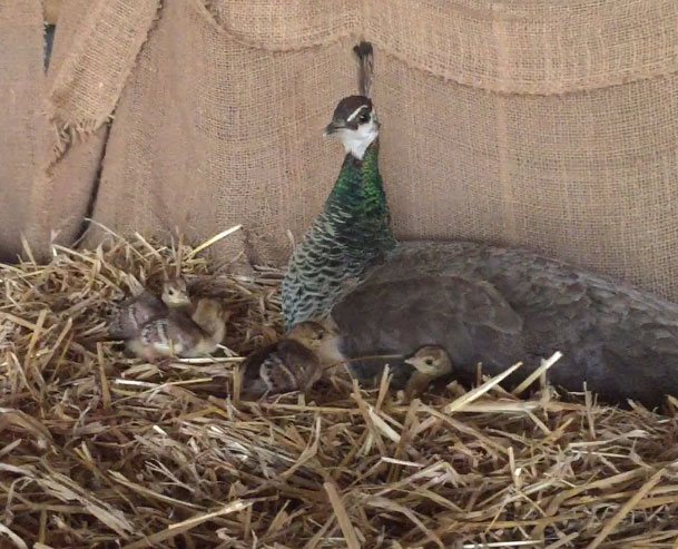 Peahen and chicks