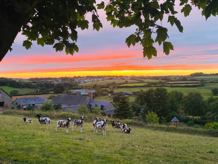 Jacob sheep and Sunset